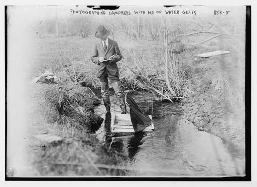 Field photographer, in stream using water glass to photograph lampreys