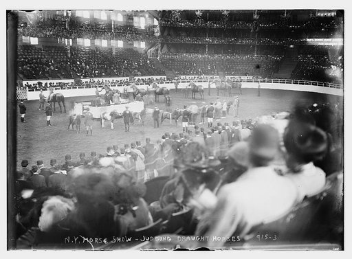 Arena of NY Horse Show, judging draught horses