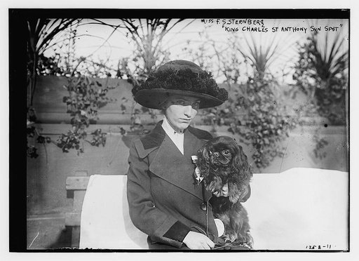 Miss F.S. Sternberg "King Charles St. Anthony Sun Spot" (dog)