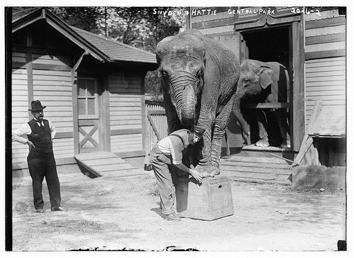 Snyder and Hattie in Central Park.  Snyder is in front of the elephant.