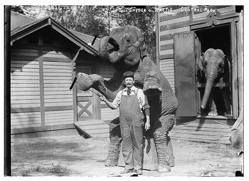 Bill Snyder and Hattie, Central Park.  Snyder standing in front of the elephant while she performs one of her tricks