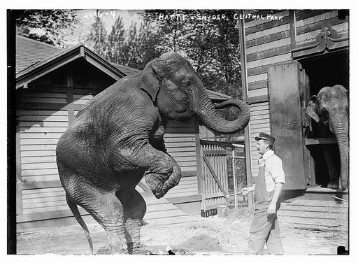 Hattie and Snyder, Central Park.  Profile views of both Snyder and the elephant.
