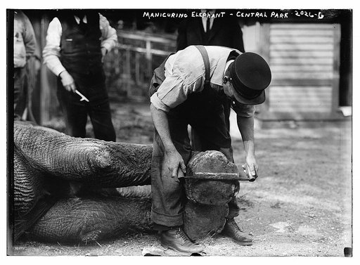 Manicuring elephants, Central Park