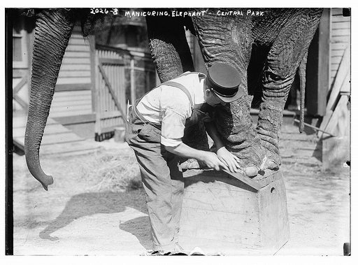 Manicuring elephants, Central Park