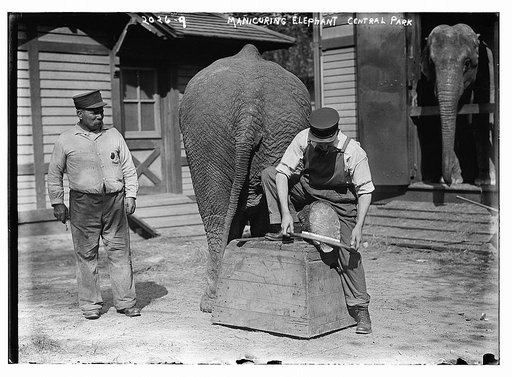 Manicuring elephants, Central Park