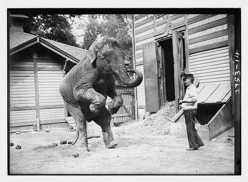 "Hattie" the elephant and Bill Snyder
