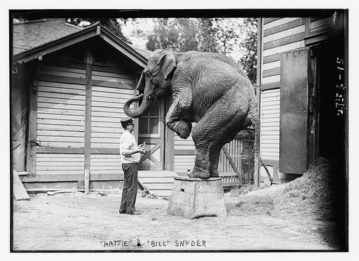 "Hattie" the elephant and Bill Snyder