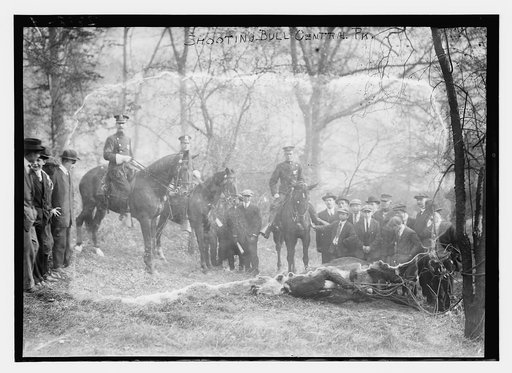Shooting bull -- Central Park