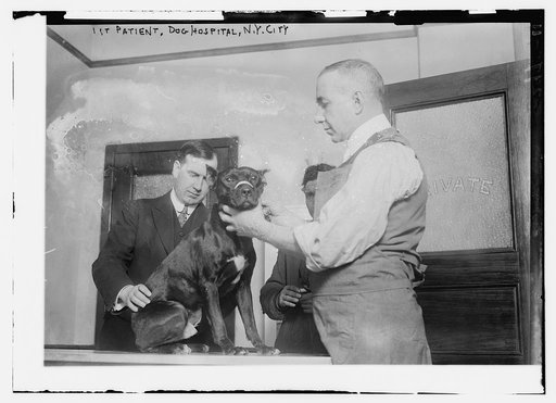 1st patient, Dog Hospital, N.Y. City