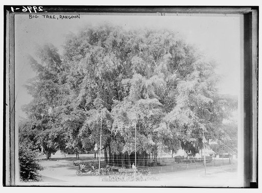 Big Tree, Rangoon