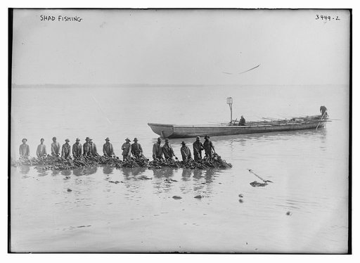 Shad fishing
