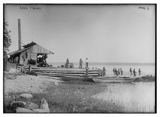 Shad fishing