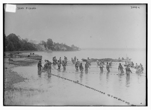 Shad fishing