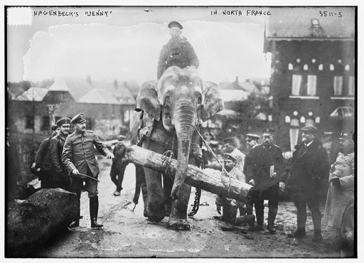 Hagenbeck's "Jenny" in North France
