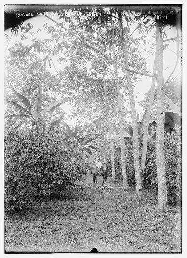 Rubber, coffee, and banana trees