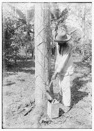 Tapping Rubber Tree with machete (Old Way)