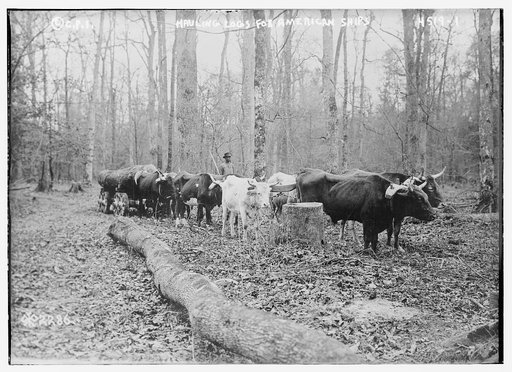 Hauling logs for American Ships