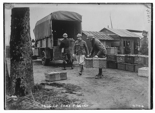 Belgian Army pigeons