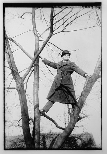 Chamlee [in tree