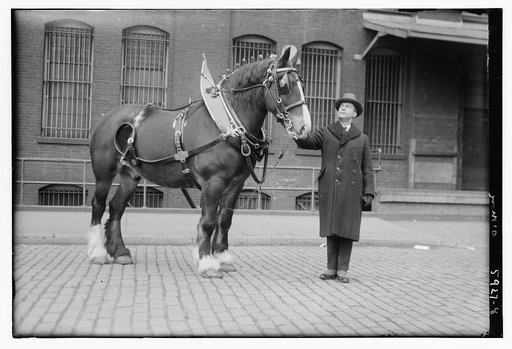 O'More [horse