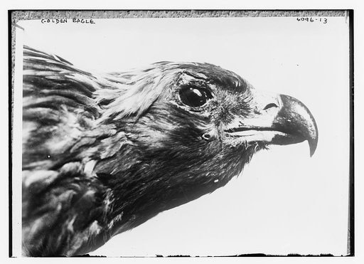Golden Eagle