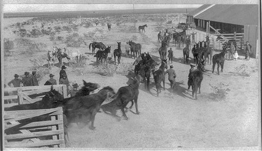 Soldiers and horses at remount depot, El Paso, Texas