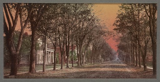 Elizabeth Street, Dansville, N.Y.
