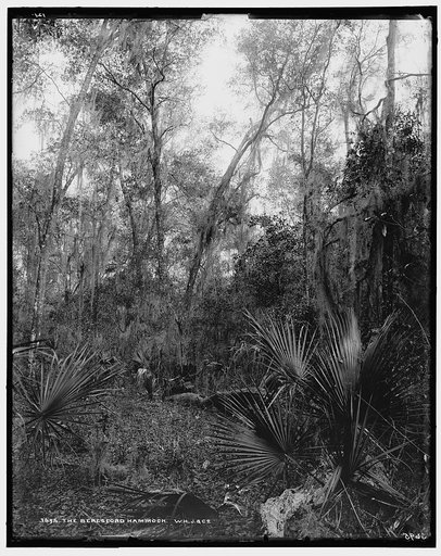 Berresford [sic] Hammock, The
