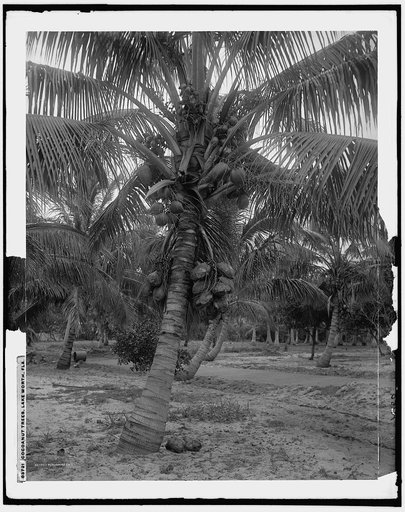 Cocoanut trees, Lake Worth, Fla.