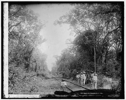 Train in the Cafetal of Temasopa [i.e. Tamasopo