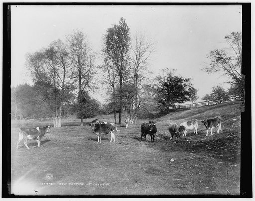 Cow pasture, Mt. Clemens