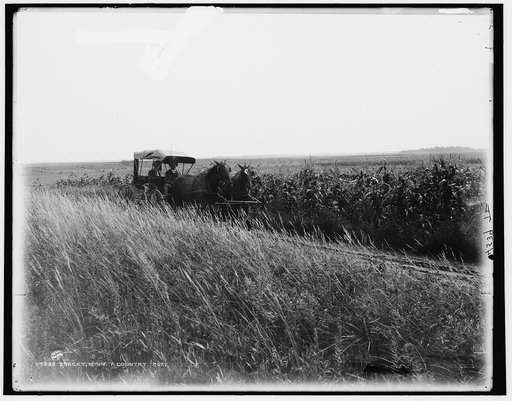 Tracey [i.e. Tracy], Minn., a country road