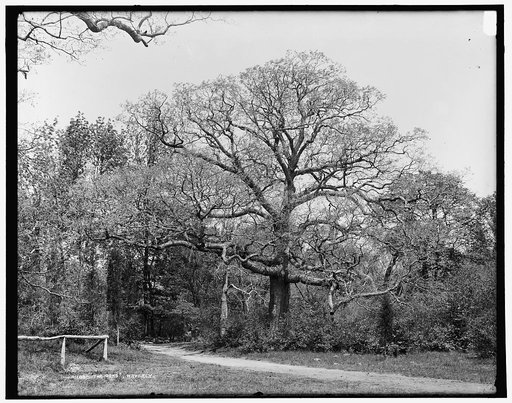 Oaks, Waverly, The