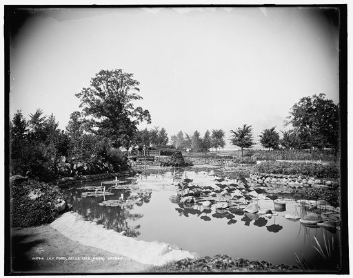 Lily Pond, Belle Isle Park, Detroit