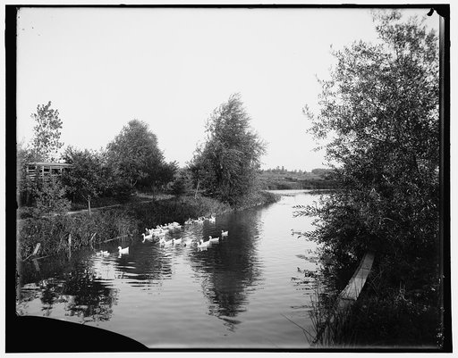 Ducks