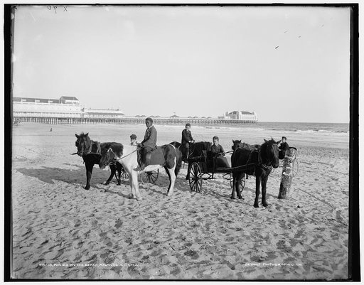 Ponies on the beach, Atlantic City, N.J.