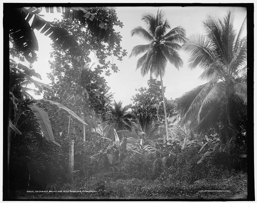 Cocoanut palms and wild bananas, Jamaica, W.I.