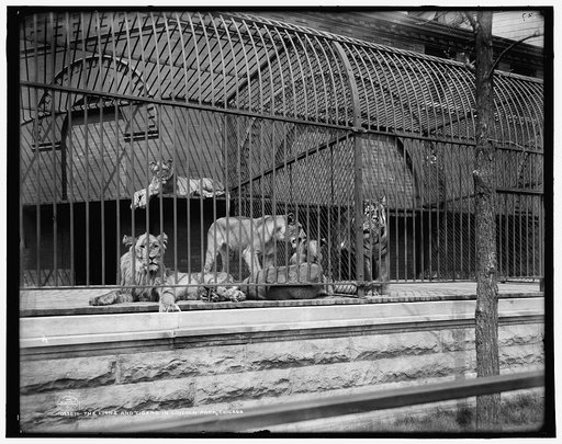 Lions and tigers in Lincoln Park, Chicago, The