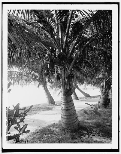 Cocoanut trees, Palm Beach, Fla.