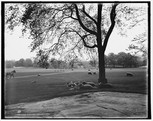 Sheep in Central Park, New York