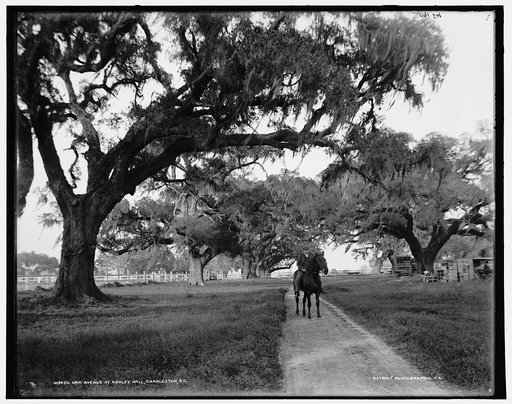 Oak avenue at Ashley Hall, Charleston, S.C.