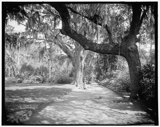 Magnolia on the Ashley, (Magnolia Gardens), Magnolia Ave., Runnymede P.O., S.C.