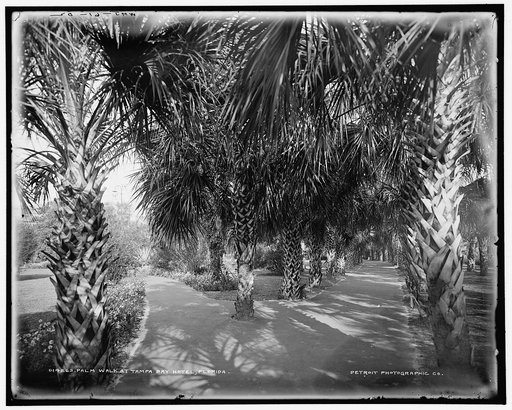 Palm Walk at Tampa Bay Hotel, Florida