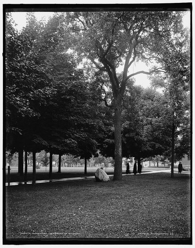 Tappan Oak, University of Michigan