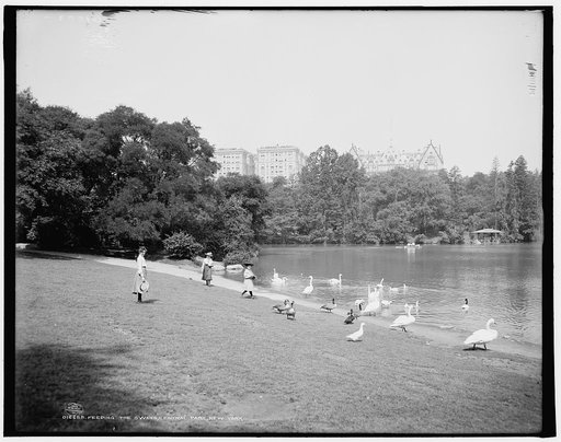 Feeding the swans, Central Park, New York