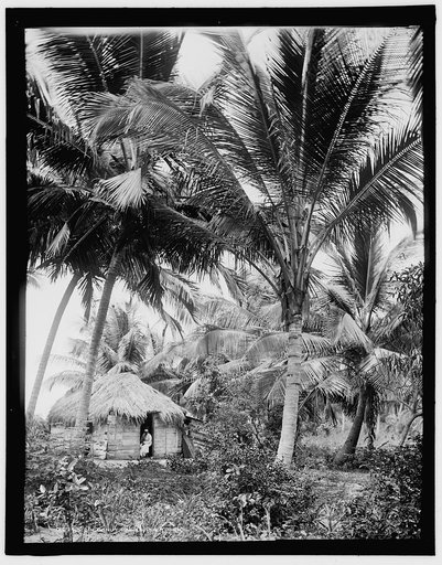 Cocoanut palms, Puerto Rico