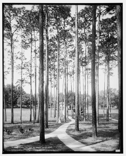 Pines at the College Arms Hotel, De Land, Fla.