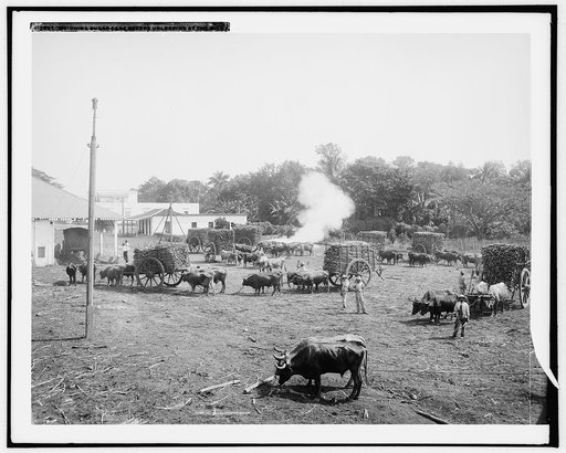 Weighing sugar cane before unloading at the mill