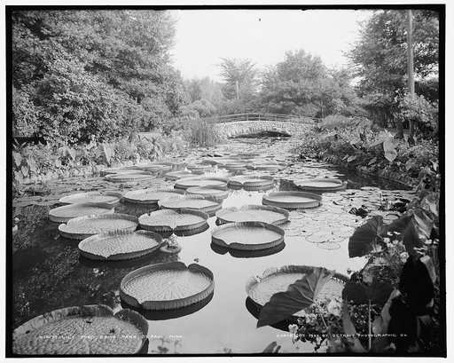 Lily pond, Como Park, St. Paul, Minn.