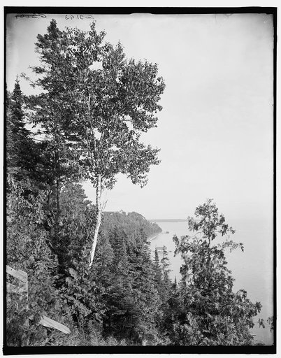 Lone birch, Mackinac Island, Mich., The